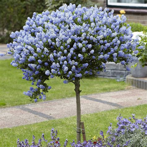 plant cyanosis|is ceanothus evergreen or deciduous.